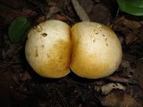 Retiboletus griseus image