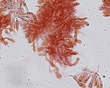 Mycena maculata image