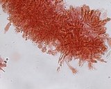 Mycena maculata image