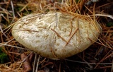 Suillus spectabilis image