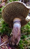 Suillus spectabilis image