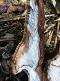 Laetiporus persicinus image