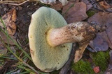 Boletus pallidus image