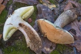 Boletus pallidus image
