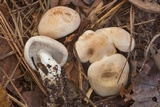 Leucopaxillus laterarius image