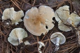 Leucopaxillus laterarius image
