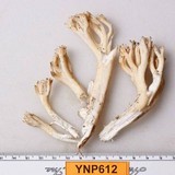 Ramaria thiersii image