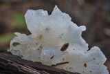 Tremella fuciformis image