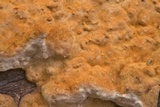 Xylobolus subpileatus image
