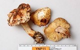 Rhodocollybia maculata image