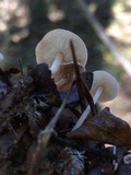Baeospora myosura image