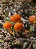 Hygrocybe psittacina var. perplexa image