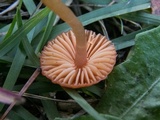 Hygrocybe psittacina var. perplexa image