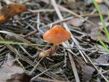Hygrocybe psittacina var. perplexa image