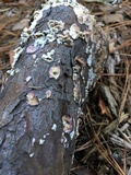 Trichaptum abietinum image