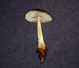 Xerula megalospora image
