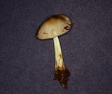 Xerula megalospora image