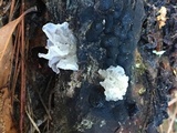 Tremella fuciformis image