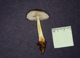Xerula megalospora image