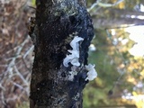 Tremella fuciformis image