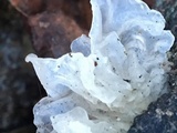 Tremella fuciformis image