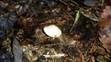 Xerula megalospora image
