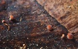 Strobilurus diminutivus image