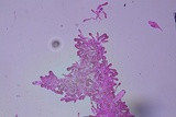 Xerula megalospora image