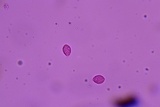 Xerula megalospora image