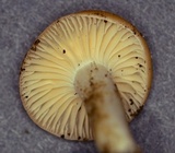 Hygrocybe colemanniana image