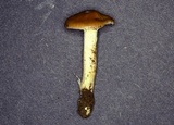 Hygrocybe colemanniana image