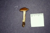 Hygrocybe colemanniana image