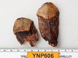 Strobilurus diminutivus image