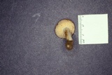 Hygrocybe colemanniana image