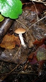 Hygrocybe colemanniana image