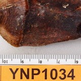 Strobilurus diminutivus image