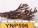 Pithya cupressina image