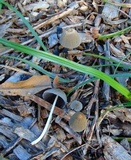 Parasola auricoma image