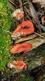 Laternea pusilla image