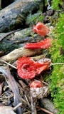 Laternea pusilla image