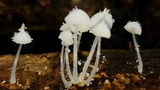 Amparoina spinosissima image