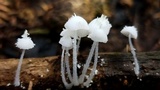 Amparoina spinosissima image