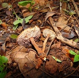 Lignosus sacer image