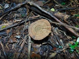 Lignosus sacer image