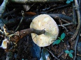 Lignosus sacer image
