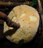 Lignosus sacer image