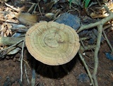 Lignosus sacer image