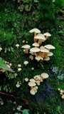 Hypholoma subviride image