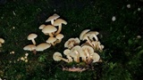 Hypholoma subviride image