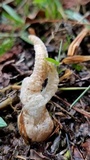 Pseudocolus fusiformis image